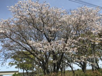 新年度を迎えて