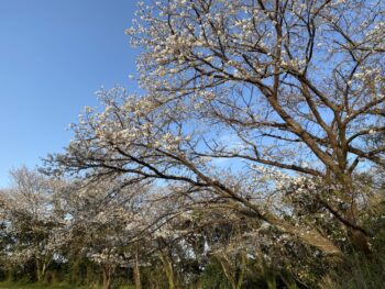 新年度です‼