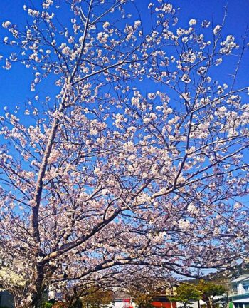 春の定番！～花見～