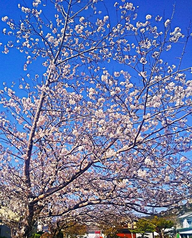 春の定番！～花見～