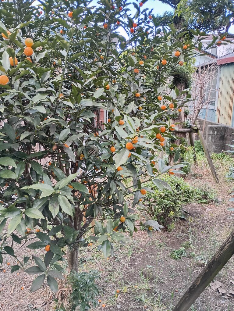 もうすぐ春(^^♪