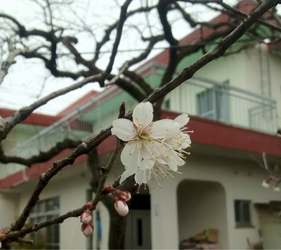 ３月スタートです