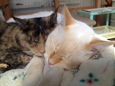 チヂミとシロ.jpg
